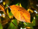 Cherry leaves in autumn