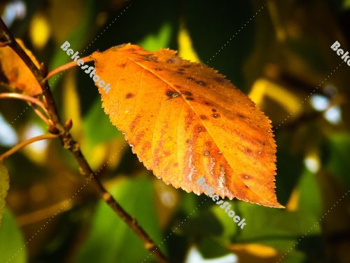 Cherry leaves in autumn Cherry leaves in autumn