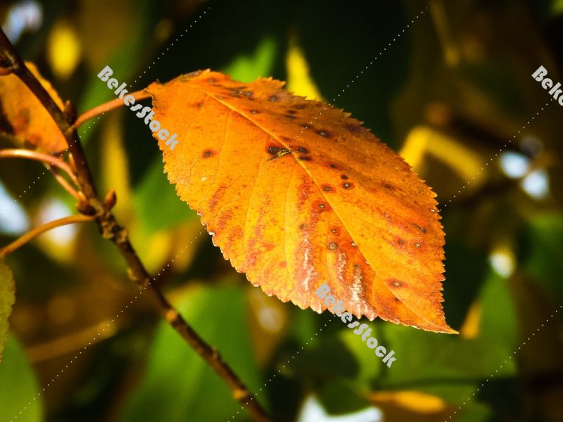 Cherry leaves in autumn