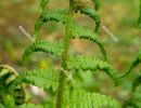 Fern leaf