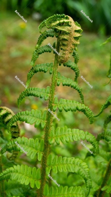 Fern leaf Fern leaf