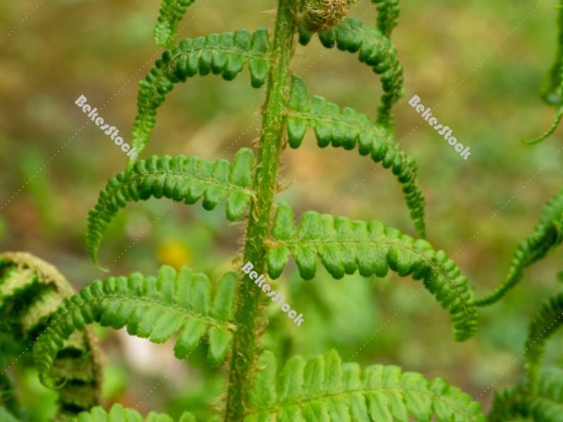 Fern leaf Fern leaf