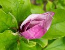 Pink magnolia flower - spring in Hungary