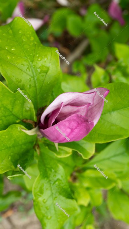 Pink magnolia flower - spring in Hungary Pink magnolia flower - spring in Hungary