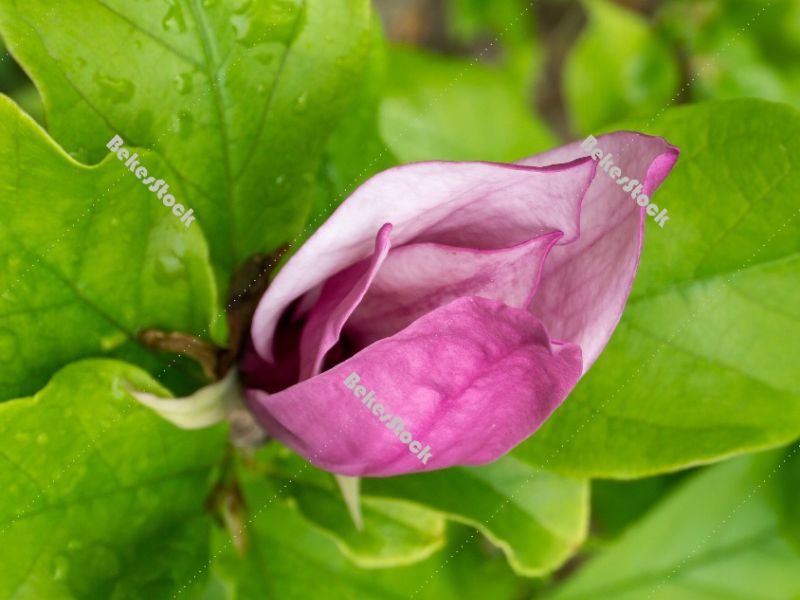 Pink magnolia flower - spring in Hungary Pink magnolia flower - spring in Hungary