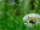 Closeup dandelion on green background - spring in Hungary