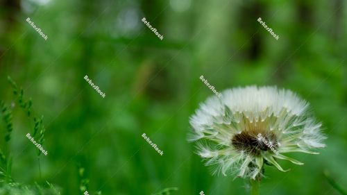 Closeup dandelion on green background - spring in Hungary Closeup dandelion on green background - spring in Hungary