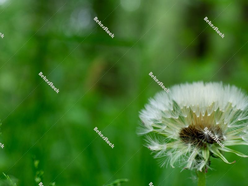 Closeup dandelion on green background - spring in Hungary Closeup dandelion on green background - spring in Hungary