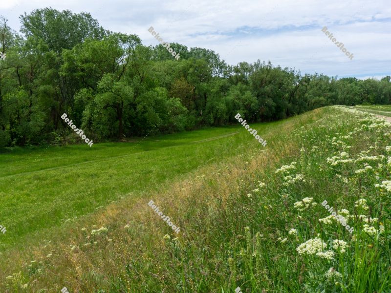 Floodplain forest along the Kettos-Koros river - spring in Hunga Floodplain forest along the Kettos-Koros river - spring in Hunga