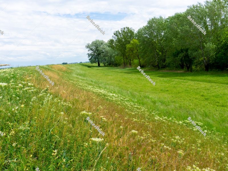 Floodplain forest along the Kettos-Koros river - spring in Hunga Floodplain forest along the Kettos-Koros river - spring in Hunga