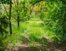 Dirt road in the woods