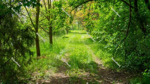 Dirt road in the woods Dirt road in the woods