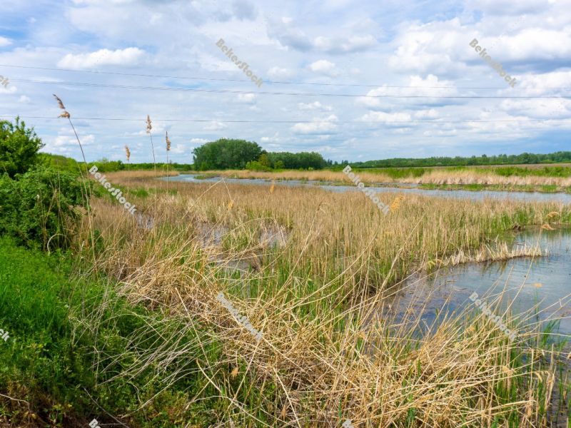 'Gyepes' canal - Tarhos, Békés county, Hungary 'Gyepes' canal - Tarhos, Békés county, Hungary