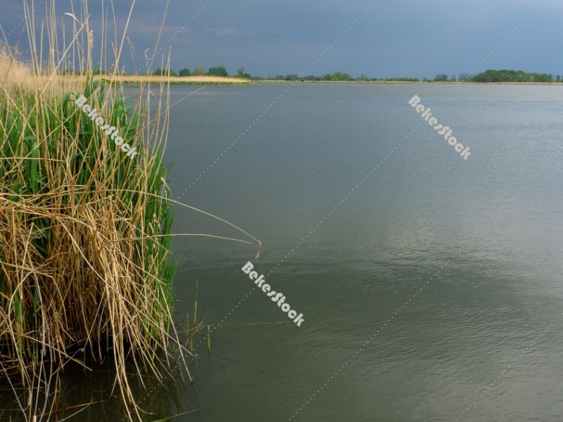 Fishpond, Biharugra - May 2020 Fishpond, Biharugra - May 2020