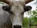 Hungarian Grey cattle head (Magyar szürke). Also known as Hunga