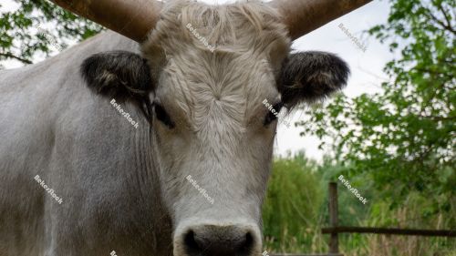 Hungarian Grey cattle head (Magyar szürke). Also known as Hunga Hungarian Grey cattle head (Magyar szürke). Also known as Hunga