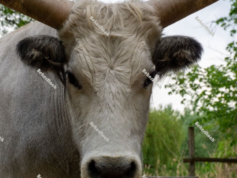 Hungarian Grey cattle head (Magyar szürke). Also known as Hunga Hungarian Grey cattle head (Magyar szürke). Also known as Hunga