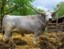 Hungarian Grey cattle (Magyar szürke) in the corral. Also known