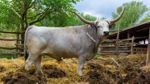 Hungarian Grey cattle (Magyar szürke) in the corral. Also known Hungarian Grey cattle (Magyar szürke) in the corral. Also known