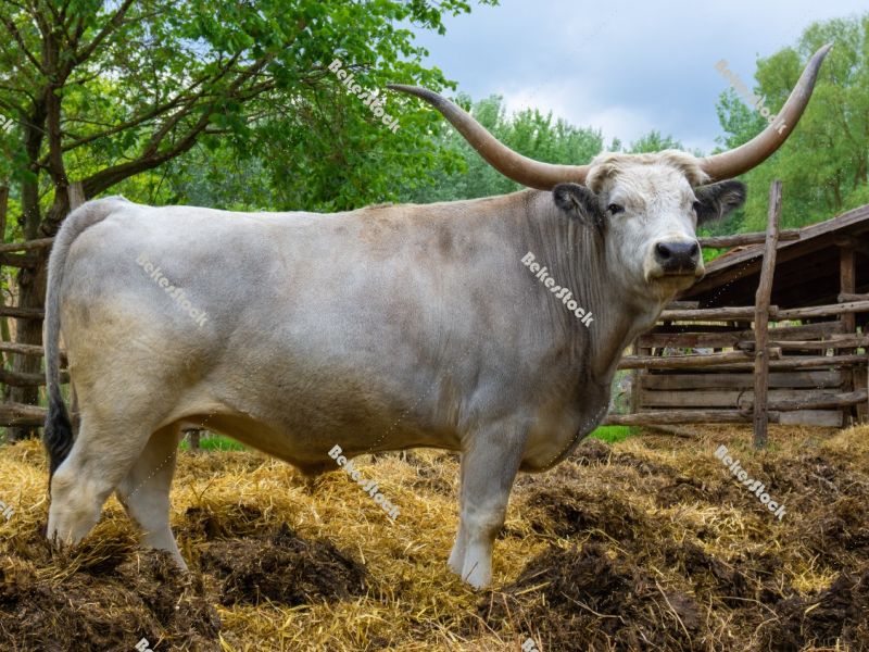 Hungarian Grey cattle (Magyar szürke) in the corral. Also known
