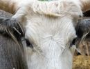 Hungarian Grey cattle head (Magyar szürke). Also known as Hunga