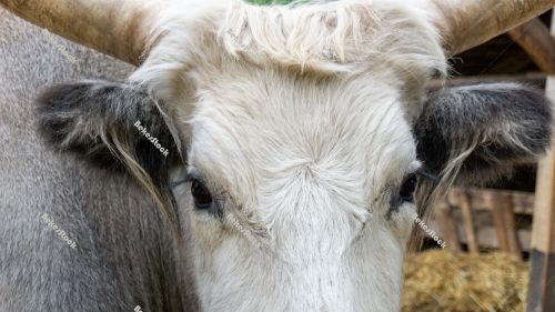 Hungarian Grey cattle head (Magyar szürke). Also known as Hunga Hungarian Grey cattle head (Magyar szürke). Also known as Hunga