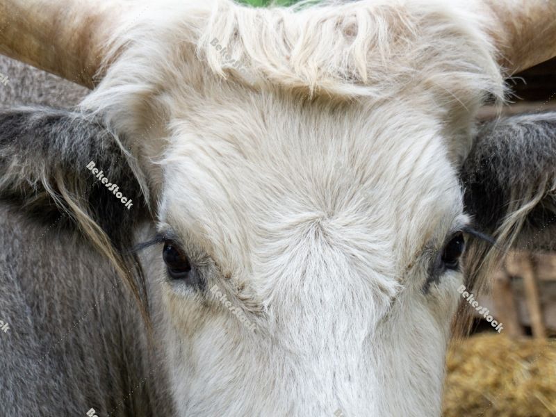 Hungarian Grey cattle head (Magyar szürke). Also known as Hunga Hungarian Grey cattle head (Magyar szürke). Also known as Hunga