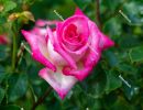 Pink rose with leaves - spring in Hungary