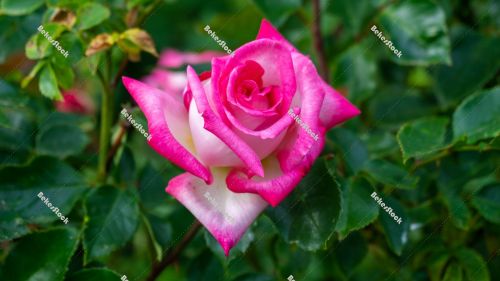 Pink rose with leaves - spring in Hungary Pink rose with leaves - spring in Hungary