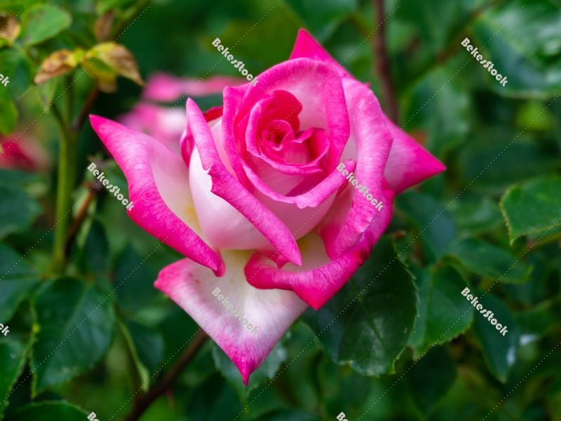 Pink rose with leaves - spring in Hungary Pink rose with leaves - spring in Hungary