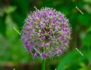 Closeup of large Ornamental Onion with purple flower globe - spr