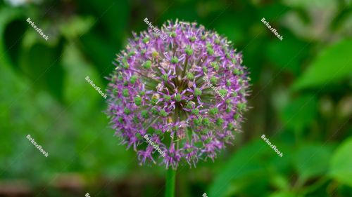 Closeup of large Ornamental Onion with purple flower globe - spr Closeup of large Ornamental Onion with purple flower globe - spr