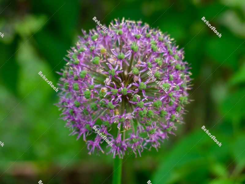 Closeup of large Ornamental Onion with purple flower globe - spr