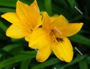 Closeup yellow lilies - spring in Hungary