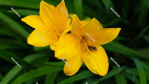 Closeup yellow lilies - spring in Hungary Closeup yellow lilies - spring in Hungary