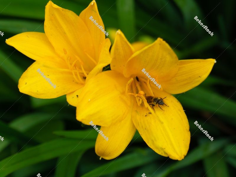 Closeup yellow lilies - spring in Hungary Closeup yellow lilies - spring in Hungary
