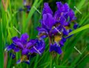 Closeup blue iris flowers - spring in Hungary Closeup blue iris flowers - spring in Hungary