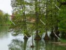 Bald cypress (Taxodium distichum) in the waters of the Szarvas-H
