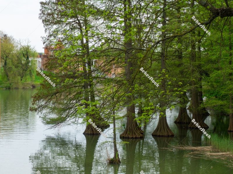 Bald cypress (Taxodium distichum) in the waters of the Szarvas-H Bald cypress (Taxodium distichum) in the waters of the Szarvas-H
