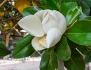 Large white ficus flower, Portoroz, Piran, Obalno-kraska, Sloven