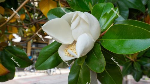 Large white ficus flower, Portoroz, Piran, Obalno-kraska, Sloven Large white ficus flower, Portoroz, Piran, Obalno-kraska, Sloven