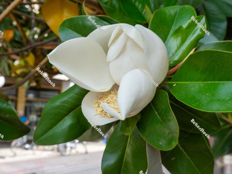 Large white ficus flower, Portoroz, Piran, Obalno-kraska, Sloven Large white ficus flower, Portoroz, Piran, Obalno-kraska, Sloven