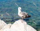 Young seagull - Piran, Obalno-kraska, Slovenia, June 2020