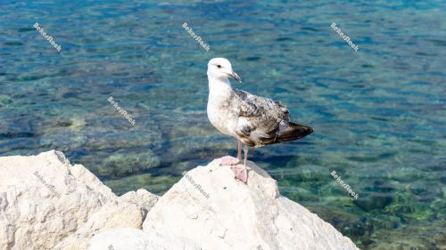 Young seagull - Piran, Obalno-kraska, Slovenia, June 2020 Young seagull - Piran, Obalno-kraska, Slovenia, June 2020