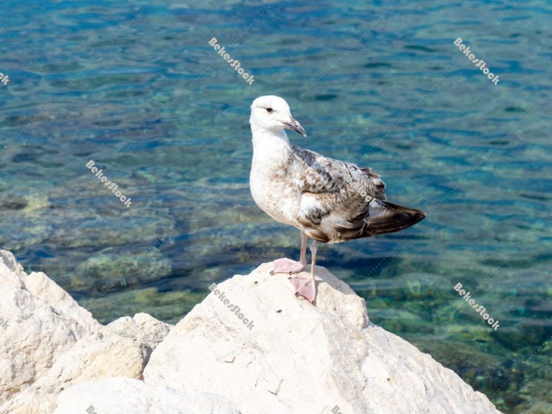 Young seagull - Piran, Obalno-kraska, Slovenia, June 2020 Young seagull - Piran, Obalno-kraska, Slovenia, June 2020
