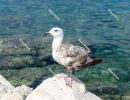 Young seagull - Piran, Obalno-kraska, Slovenia, June 2020