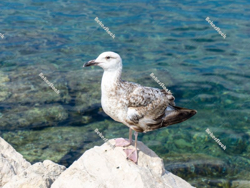 Young seagull - Piran, Obalno-kraska, Slovenia, June 2020 Young seagull - Piran, Obalno-kraska, Slovenia, June 2020