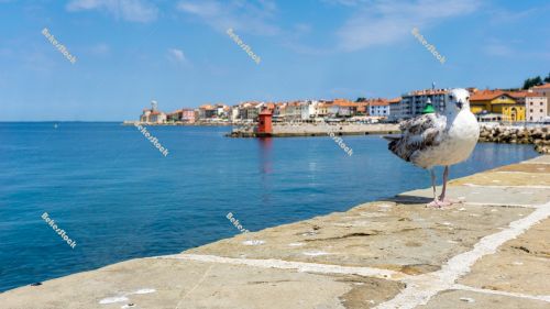 Young seagull stands on a stone wall with the city of Piran in t Young seagull stands on a stone wall with the city of Piran in t