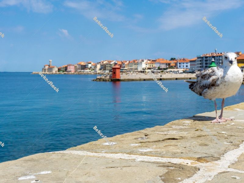 Young seagull stands on a stone wall with the city of Piran in t Young seagull stands on a stone wall with the city of Piran in t