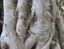 Convulsive tree trunk  `Skradinski Buk` waterfall  - Krka National Park, Lozovac, Croatia, december 2019